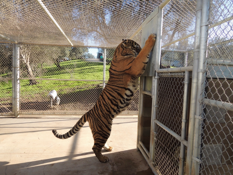 Large tiger stretches inside a cage. 